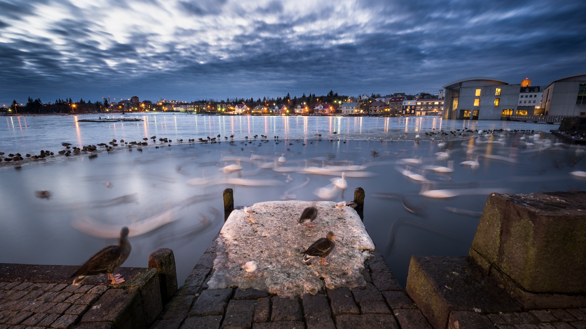 Swans and waterfowl blur across an icy city lake at dusk while Reykjavík lights reflect along the far shore.